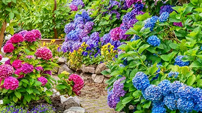 Bushes of pink, purple, and blue hydrangeas 