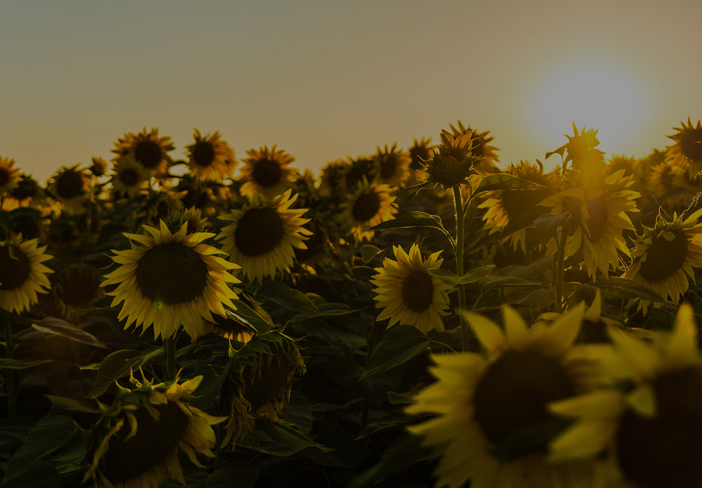 A grove of sunflowers with the sun in the background