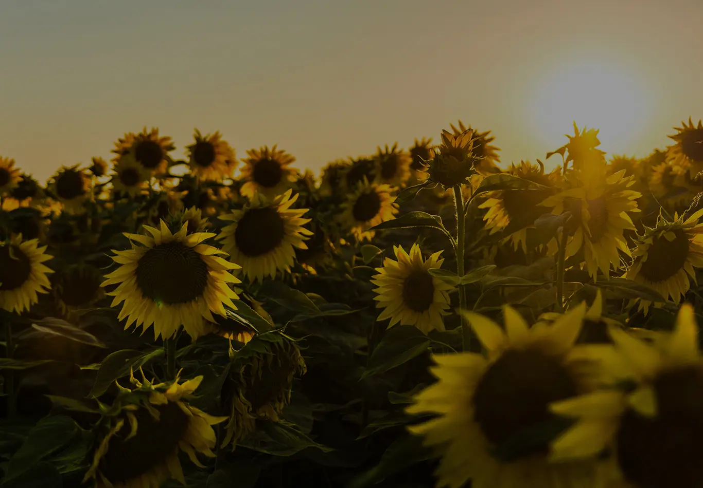 A grove of sunflowers with the sun in the background